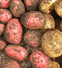 將圖片載入圖庫檢視器 카스테라 햇 홍감자 3Kg 특
