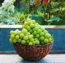 將圖片載入圖庫檢視器 수출용 샤인머스켓 망고포도 선물세트 2kg
