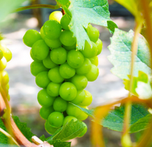 將圖片載入圖庫檢視器 수출용 샤인머스켓 망고포도 선물세트 2kg
