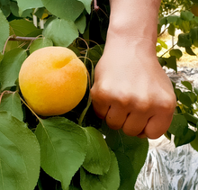 將圖片載入圖庫檢視器 슈퍼 살구 프리미엄 난주대행
