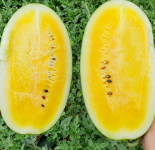 將圖片載入圖庫檢視器 고창 고당도 블랙망고수박 (2~3kg)
