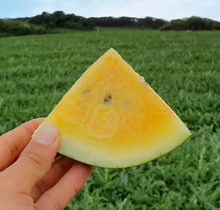 將圖片載入圖庫檢視器 고창 고당도 블랙망고수박 (2~3kg)
