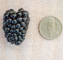 將圖片載入圖庫檢視器 토종 슈퍼복분자 (3kg)
