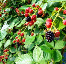 將圖片載入圖庫檢視器 토종 슈퍼복분자 (3kg)
