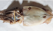 將圖片載入圖庫檢視器 (냉동) 동해안 영덕 반건조 오징어 1.3kg 내외 10미 Semi-dried Squids 1.3kg (large)
