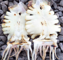 將圖片載入圖庫檢視器 (냉동) 동해안 영덕 반건조 오징어 1.3kg 내외 10미 Semi-dried Squids 1.3kg (large)
